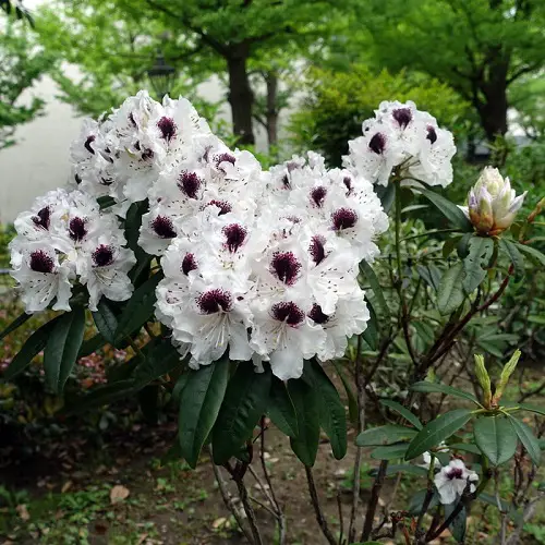 lovely Black and White Flowers 