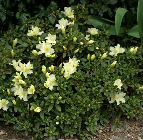 rhododendron yellow Plants to attract hummingbird