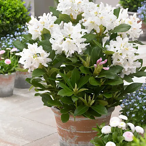 Gorgeous Blossoms accompanied with White Bells