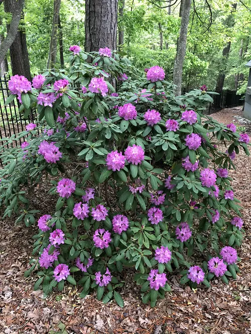 rhodendron Spring Flowers