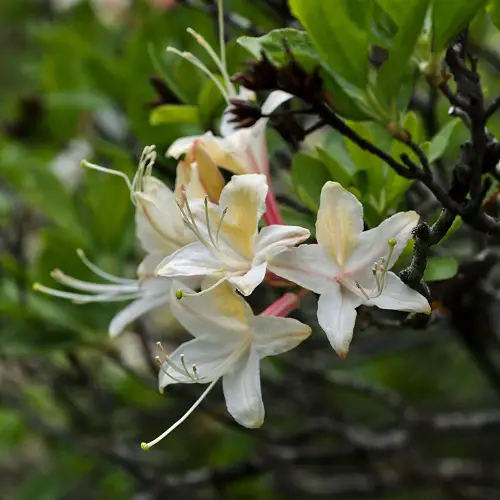 Gorgeous Blossoms with White Bells 3