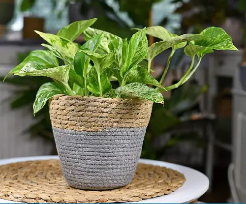 How Long Do Pothos Plants Live1