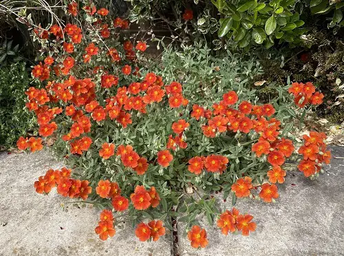 Top 25 ever orange-flowering perennials3
