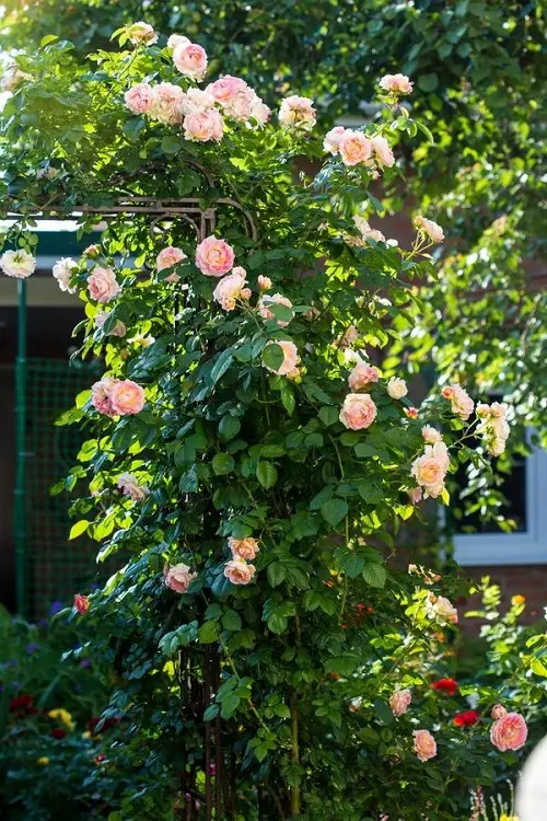 Climbing Rose Flowering Vines