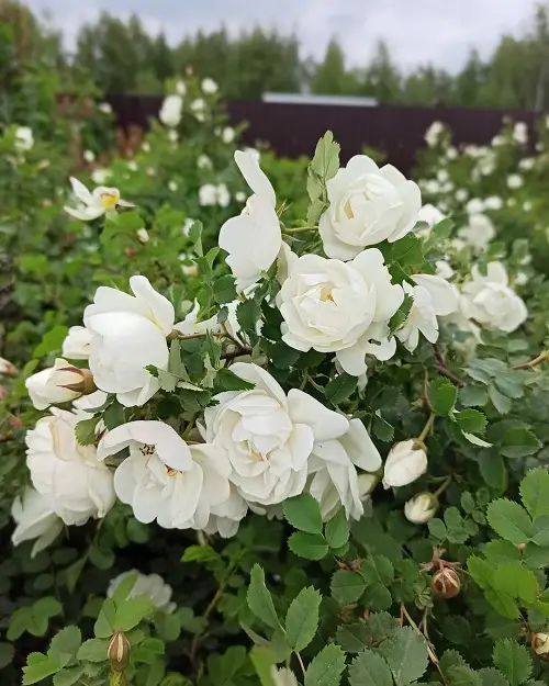 Hawaiian White Flowers.2