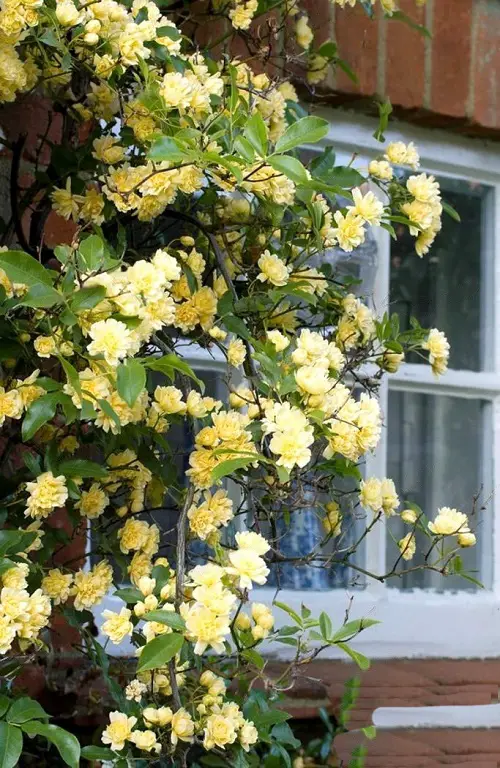 Lady Banks Rose Flowering Vines