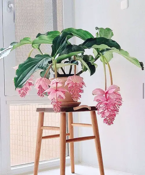 Rose-Grape Medinilla variety
