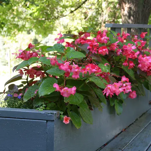 Beautiful Begonia Types1