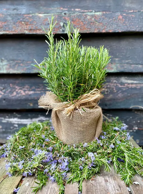 Burning Rosemary for 9 Amazing Benefits in Home