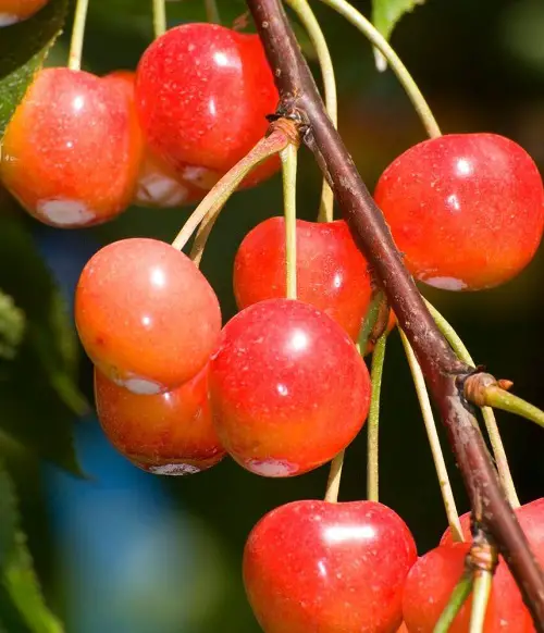 best Top Cherry Varieties for Pot Gardens