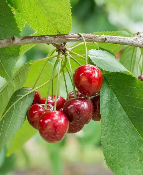 lovely Types of Cherries to Grow in Pots 13