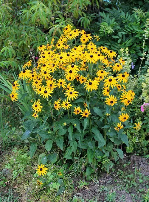 Flowers that Grow Quickly from Seeds7