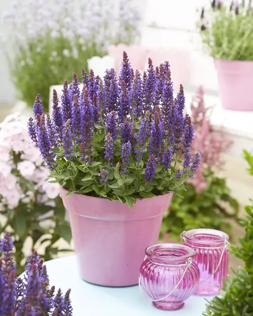 Plants Bee-Attractive 2