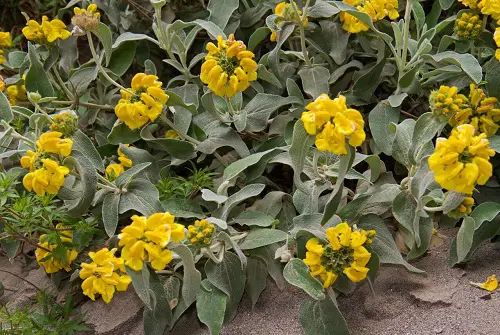 yellow salvia Plants to attract hummingbird