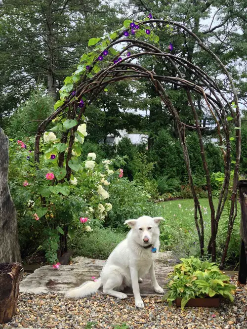 Sapling Trellis for plants