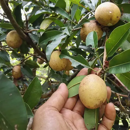yellow Sapodilla