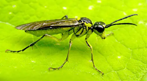 Common Pests in Your Garden