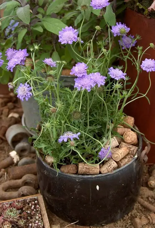 amazing Baby Blue Flowers 42