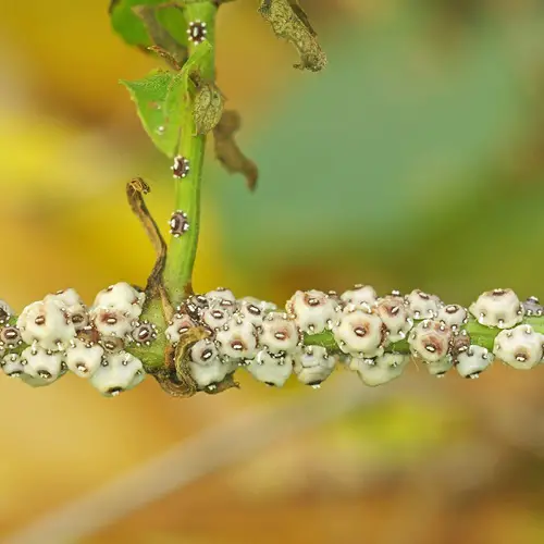 Common Pest Types for Your Garden 4