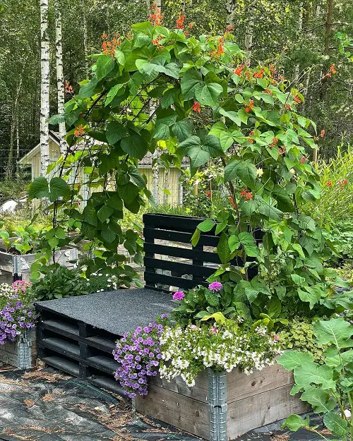 Scarlet Runner Bean Flowering Vines