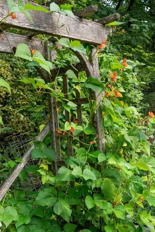 top Best Edible Vines 20