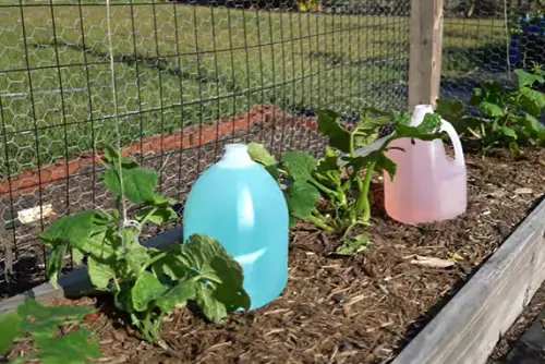 DIY Garden Watering Aid Milk Jug Irrigation System