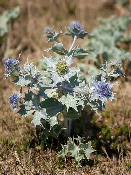 Embarrassing Flowers You'd Love to Plant in Your Yard