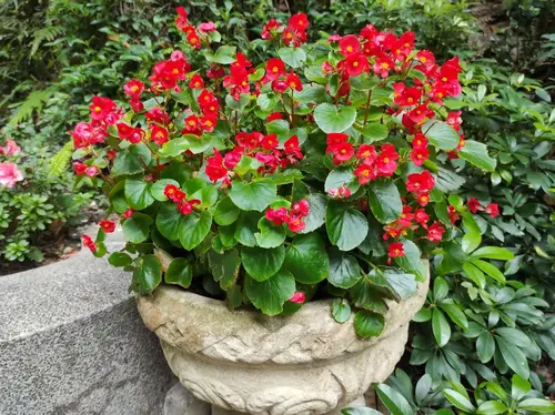 Annual Flowers That Bud in the Spring 