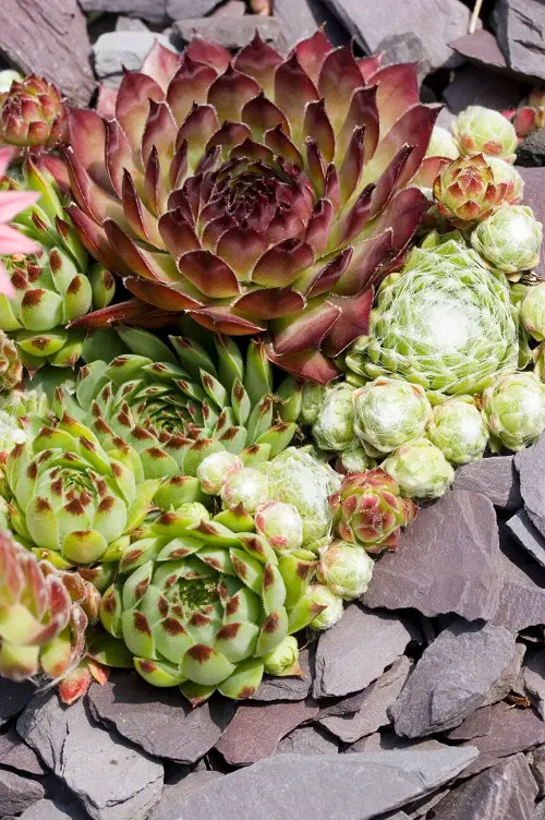 Cactus and Succulents that Germinate in Less than 5 Days