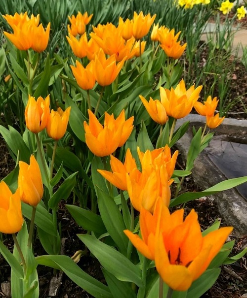 Gorgeous Varieties of Yellow Tulips to Grow 