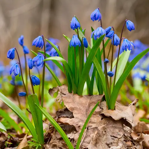 beautiful Best Baby Blue Flowers