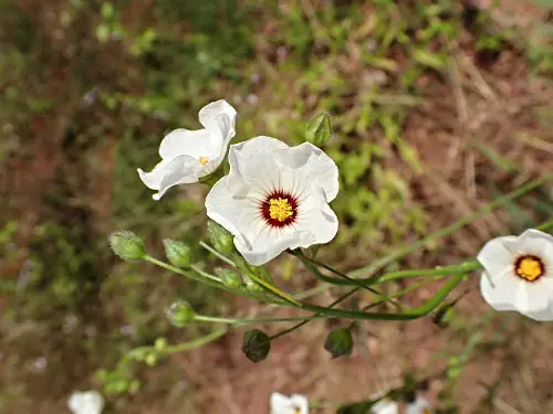 Hawaiian White Flowers.16