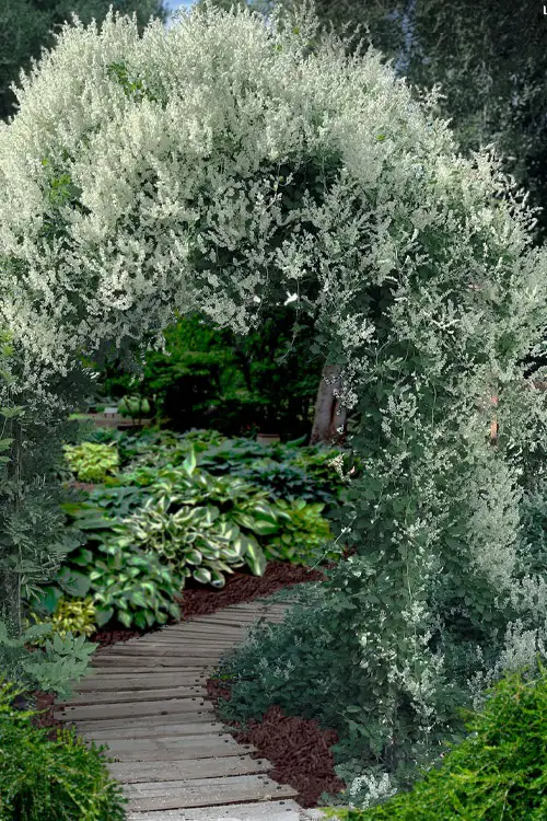 Silver Lace Vine Flowering Vines