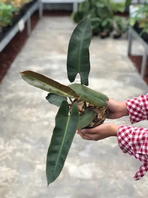 Similarities Between Philodendron Atabapoense and Philodendron Billietiae