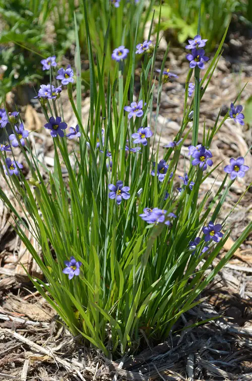 Best Baby Blue Flowers in garden