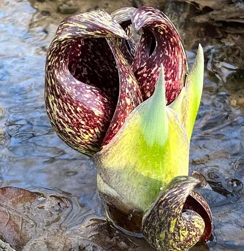 You'd Like to Grow Ugly Flowers in Your Garden2