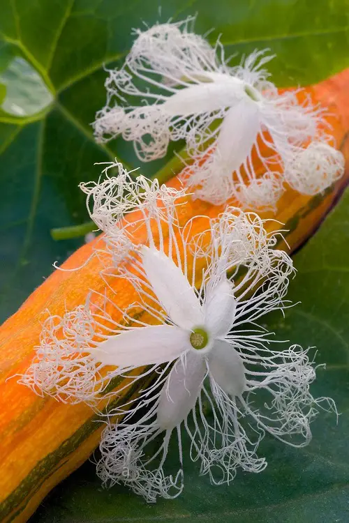 Unattractive Flowers You'd Like to Plant in Your Garden