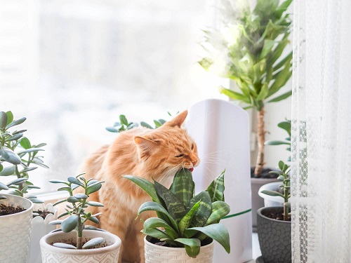 Treatment of Snake Plant Poisoning in Cats