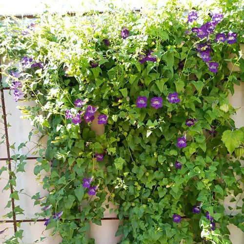 Snapdragon Vine Flowering Vines