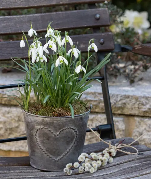 Gorgeous Flowers adorned with white bells