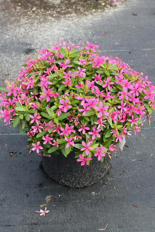 Madagascar Periwinkle Varieties in pot