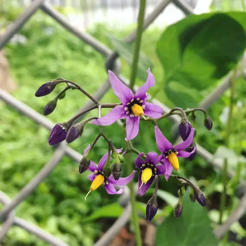 Purple and Yellow Flowers plant in garden