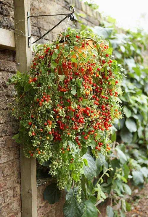 hanging Best Edible Vines to Grow in Containers