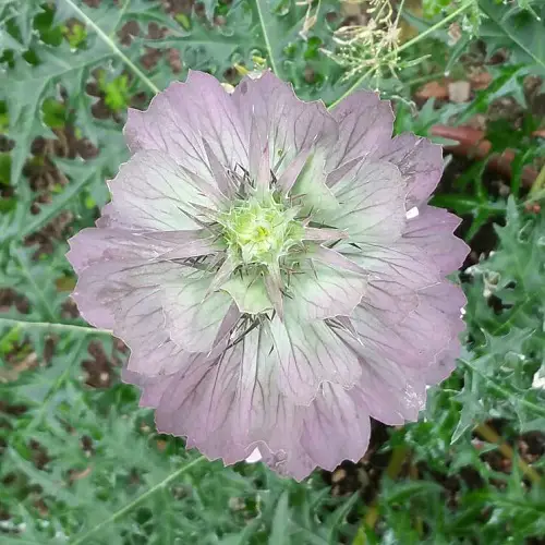 You'd Like to Grow Ugly Flowers in Your Garden1