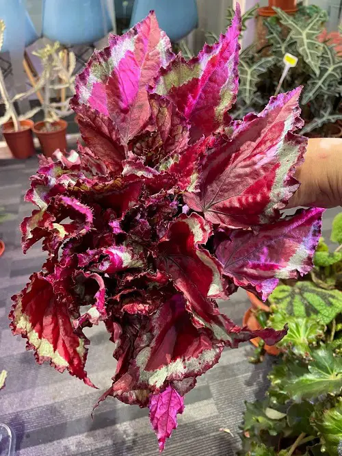 Gorgeous Sorts of Begonias2