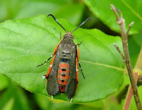 Types of Frequently Found Pests in Your Garden