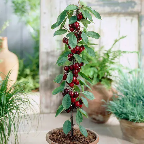  Types of Cherries to Grow in Pots 2