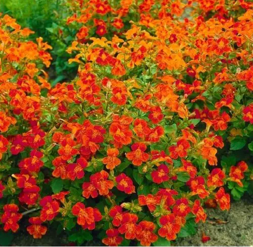 The top 25 perennials that bloom orange 