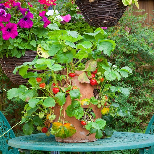 Fruits that Don't Grow on Trees
