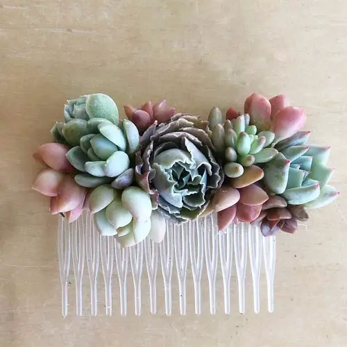 Echeveria Hairpin
